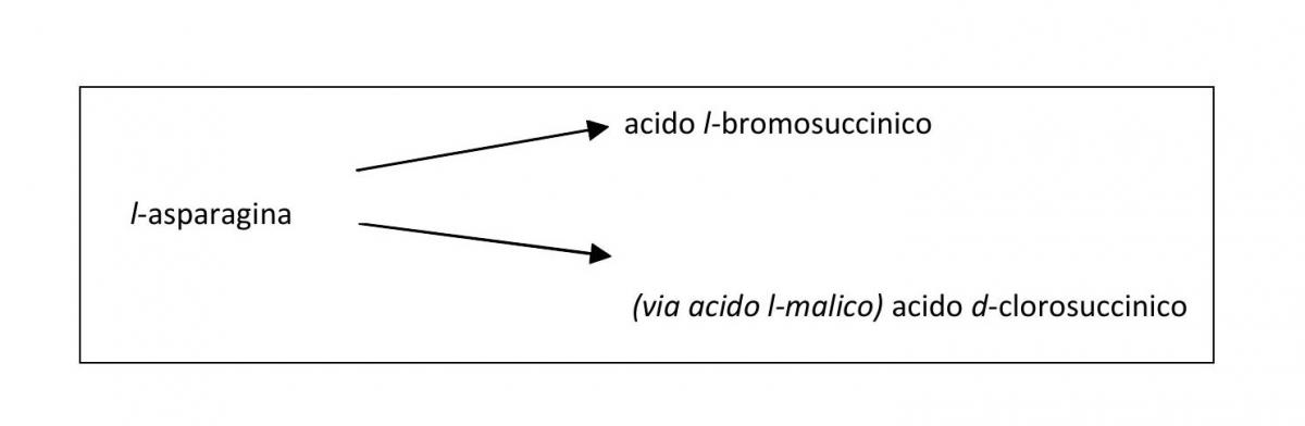 Schema 1 - I diversi prodotti della reazione di sostituzione.